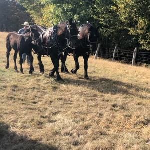 Meet your Posher, Ashleynbrandon